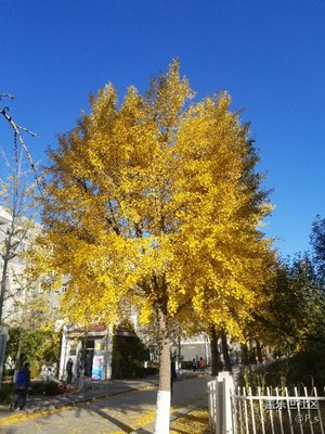 北方工大的秋