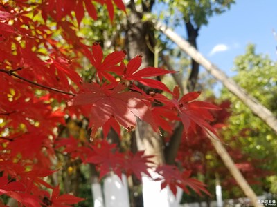 紅葉
