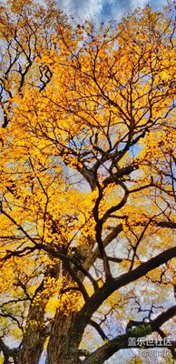 紅葉之鄉(xiāng)-Note8伴我游米亞羅。