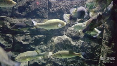 隨手拍