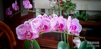 入手蝴蝶蘭，一花一世界。