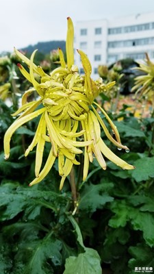 秋菊