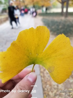 葉子黃了