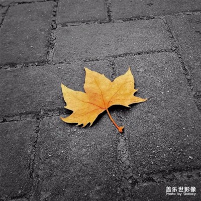 漸入深秋…
