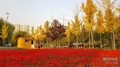 似燒非因火，如花不待春，今秋是金秋！??????