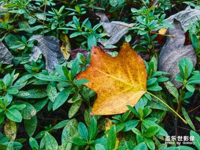 冬天來(lái)了，樹葉飄落。