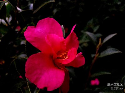 茶花