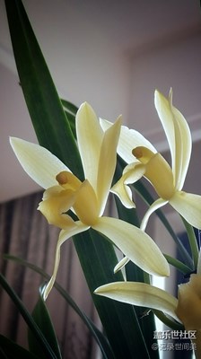 《抬憶》+花中真君子，風(fēng)姿寄高雅。