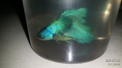 斗魚