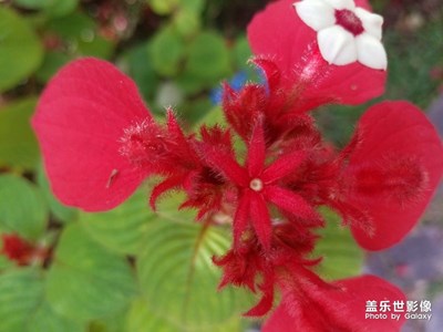 中科院熱帶植物園