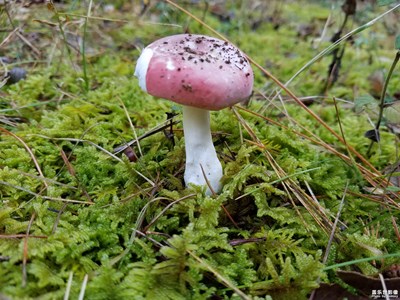 紅蘑菇