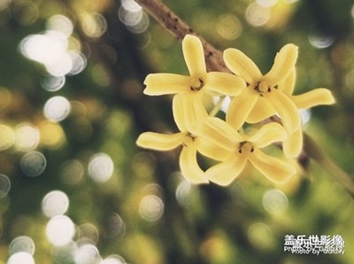 蓋樂世影像周賽第41期——拾憶獲獎名單