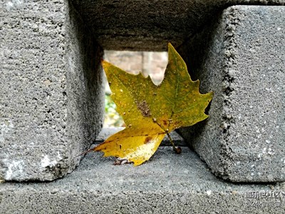 秋