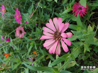 國(guó)行S8發(fā)來幾張拍照！