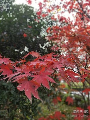 楓紅，秋涼。