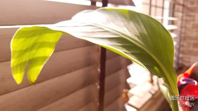 難得好陽光