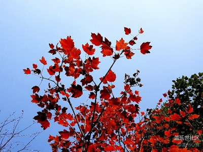手機拍紅楓
