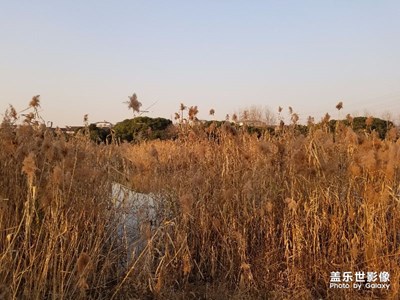 【不一樣的冬  不一樣的南北】+夕陽(yáng)蘆葦