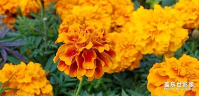 花謝花飛花滿天