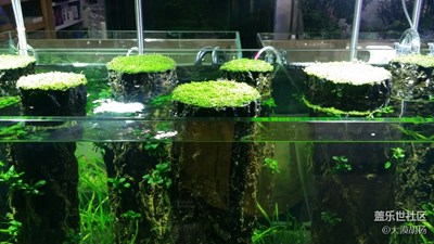魚缸小世界