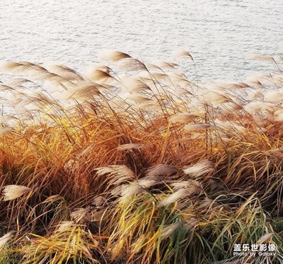 蘆花飛揚(yáng)