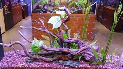 魚缸小世界（二）