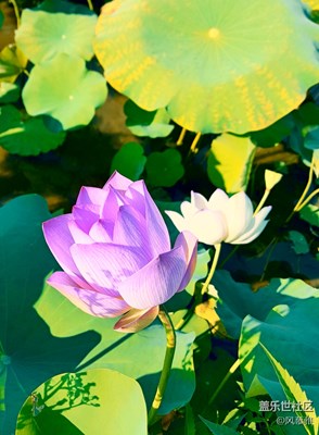 蓮花