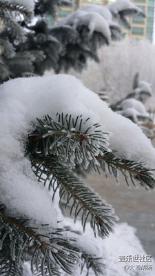 近距離發(fā)現(xiàn)雪之美