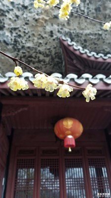 臘梅