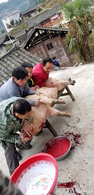 殺年豬了。。。。