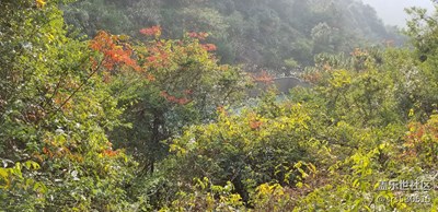 山里的冬天一抹紅