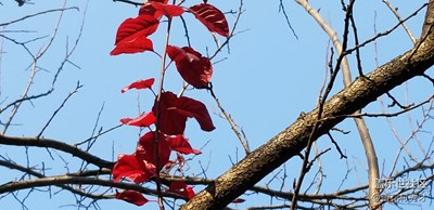玄武湖