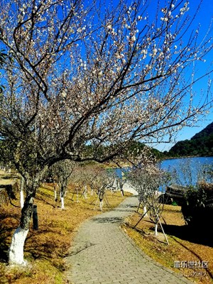中華虎園（圖組）一