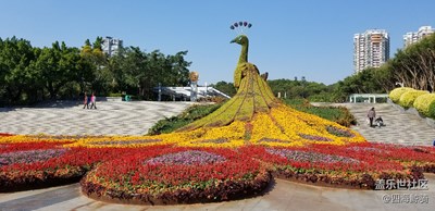 來一波大鳳凰，無后期