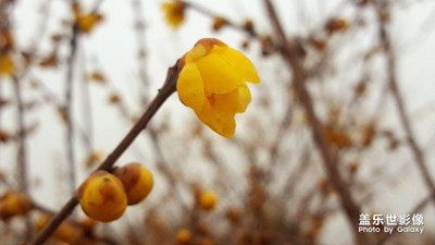 臘梅花開