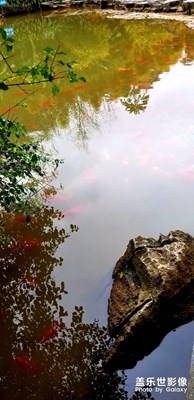 看魚(yú)
