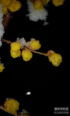 傲雪吐艷，凌寒暗香，春天將至。
