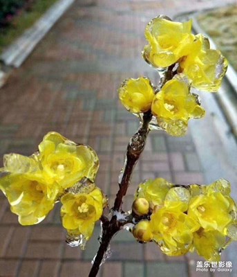 冰花