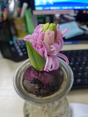 香暈同事的花