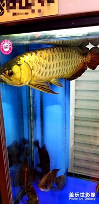 看看龍魚