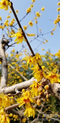 梅兒領(lǐng)春百花來(lái)，不負(fù)如來(lái)不負(fù)卿。