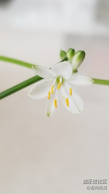 家中花兒隨拍