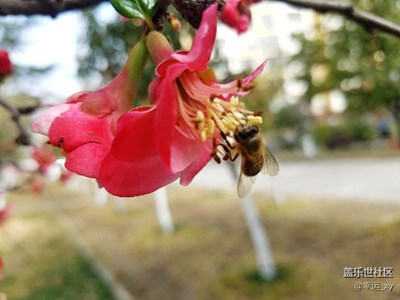 花開富貴