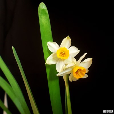 水仙花開