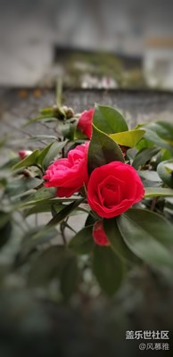 山茶花開