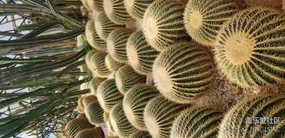 植物園