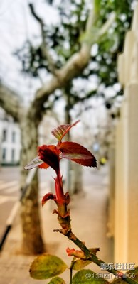 春色滿(mǎn)園關(guān)不住…