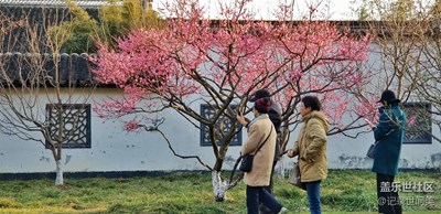 荊川公園春梅盛開(kāi)。