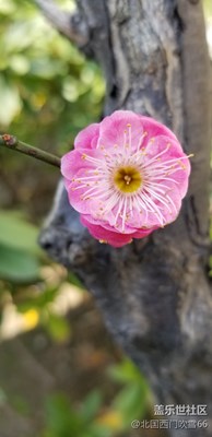 俏也不爭(zhēng)春，只把春來(lái)報(bào)。
