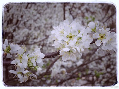 【春風(fēng)】+春之覺醒